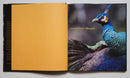 Extraordinary Pheasants