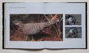 Extraordinary Pheasants