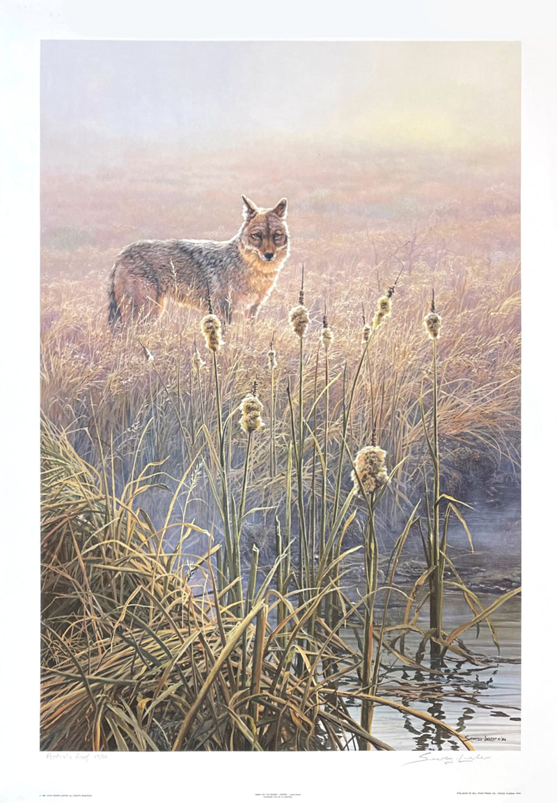 Dawn on the Marsh - Coyote by John Seerey-Lester - Artist's Proof