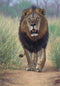 Lionheart By John Banovich