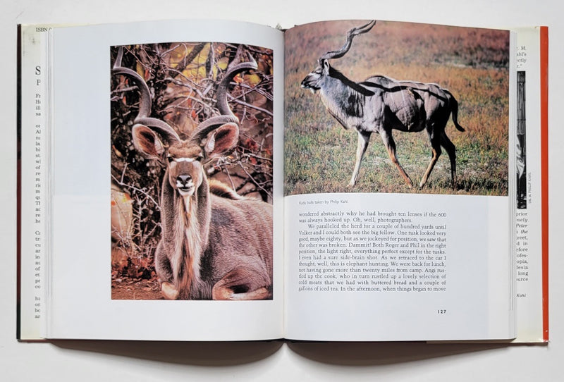 Sands of Silence: On Safari in Namibia