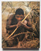 The Bushmen