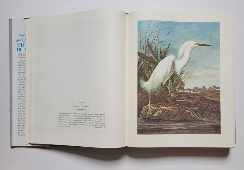 The Original Water-Color Paintings by John James Audubon for The Birds of America