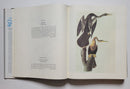 The Original Water-Color Paintings by John James Audubon for The Birds of America