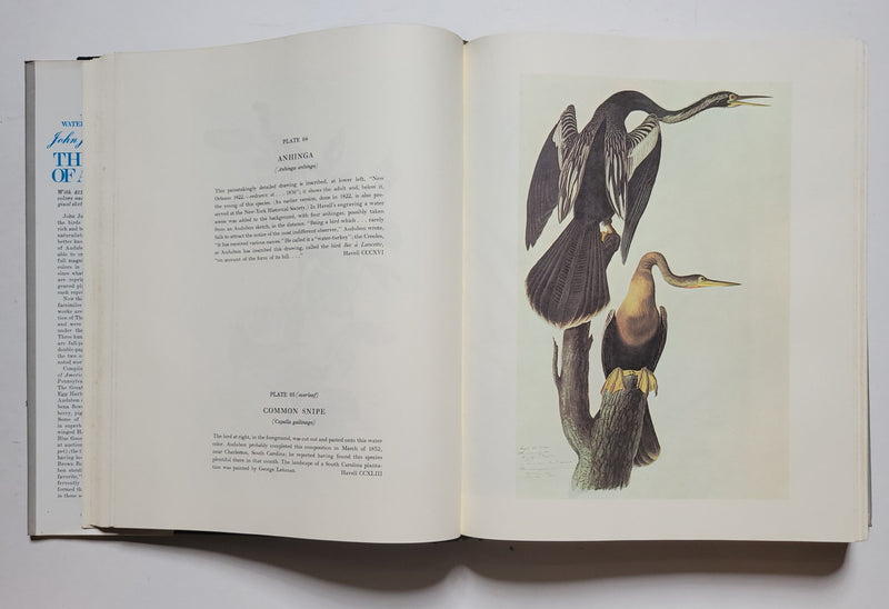 The Original Water-Color Paintings by John James Audubon for The Birds of America