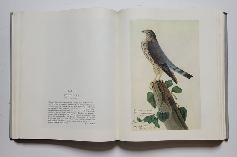 The Original Water-Color Paintings by John James Audubon for The Birds of America