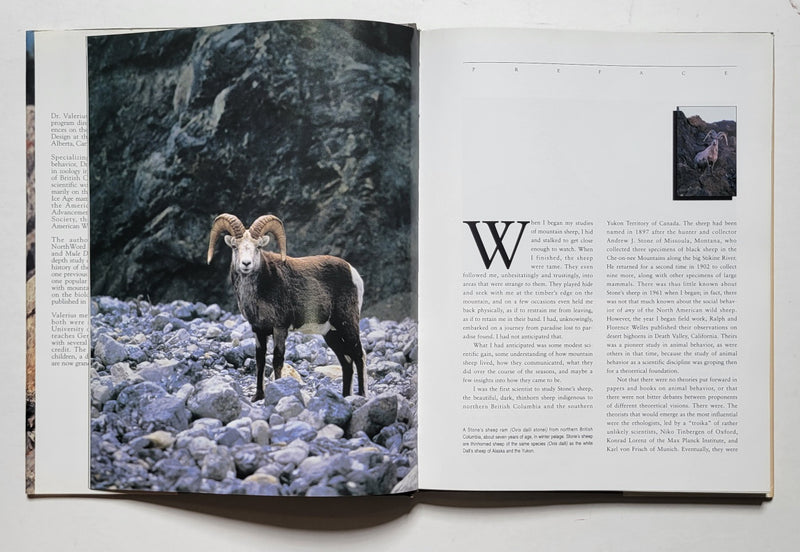 Wild Sheep Country
