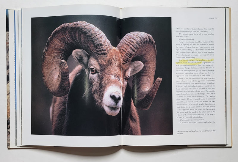 Wild Sheep Country