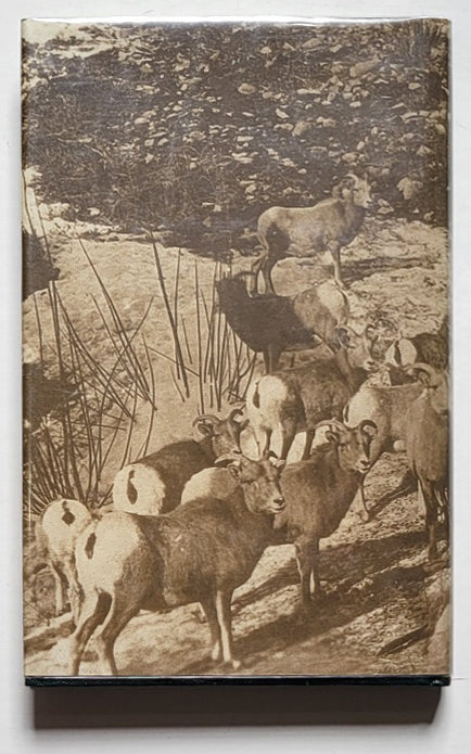 Hunting in the Rockies