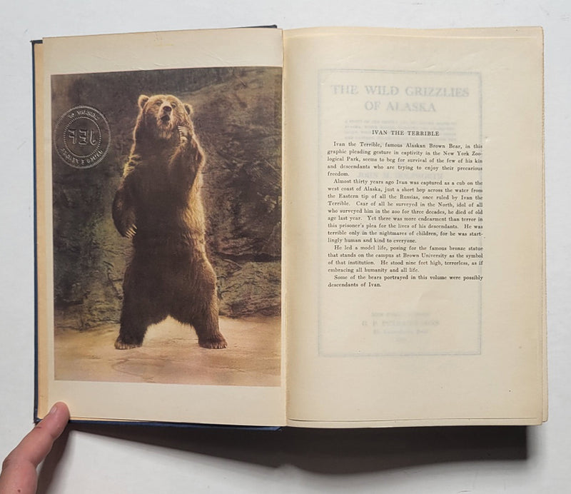 The Wild Grizzlies of Alaska