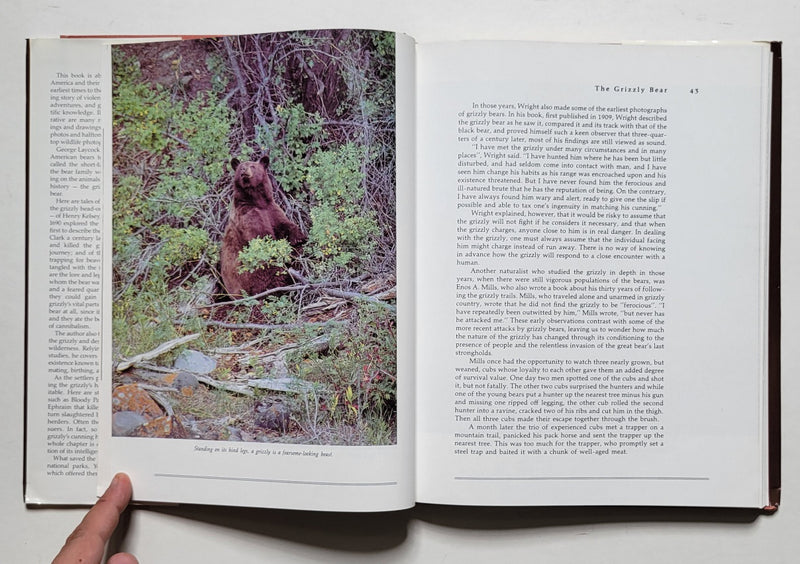 The Wild Bears