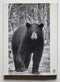 The Book of the Black Bear