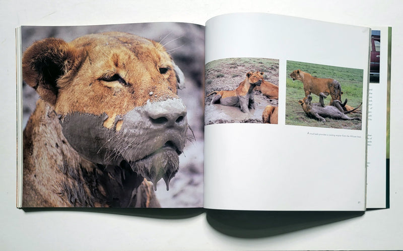In the Lion's Den