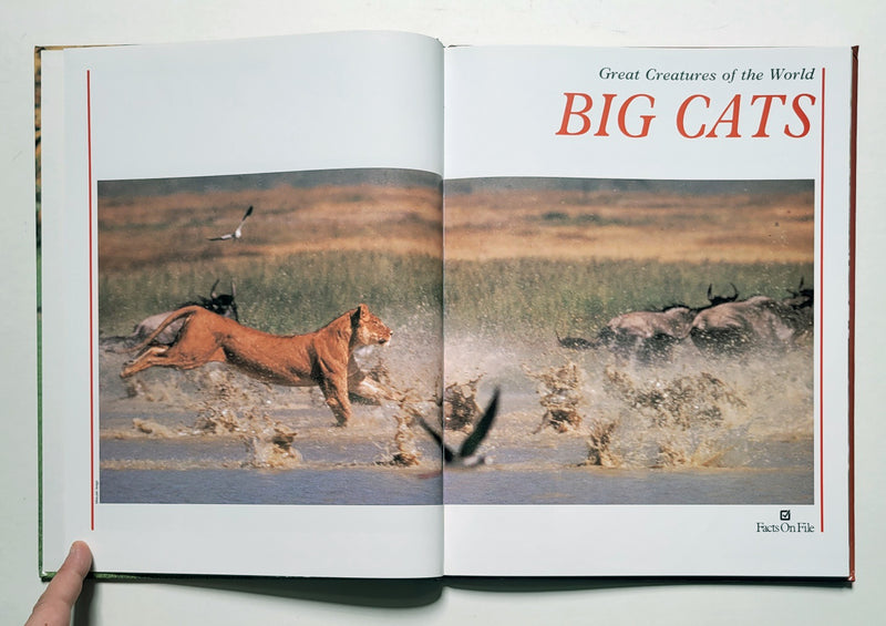 Big Cats: Great Creatures of the World