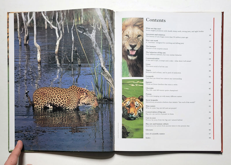 Big Cats: Great Creatures of the World