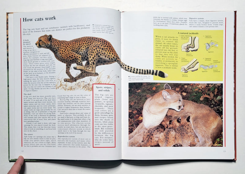 Big Cats: Great Creatures of the World