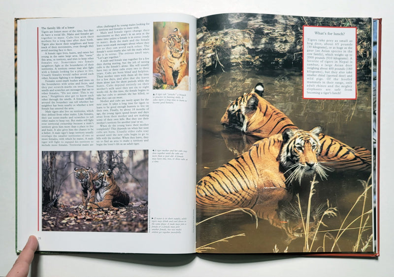Big Cats: Great Creatures of the World