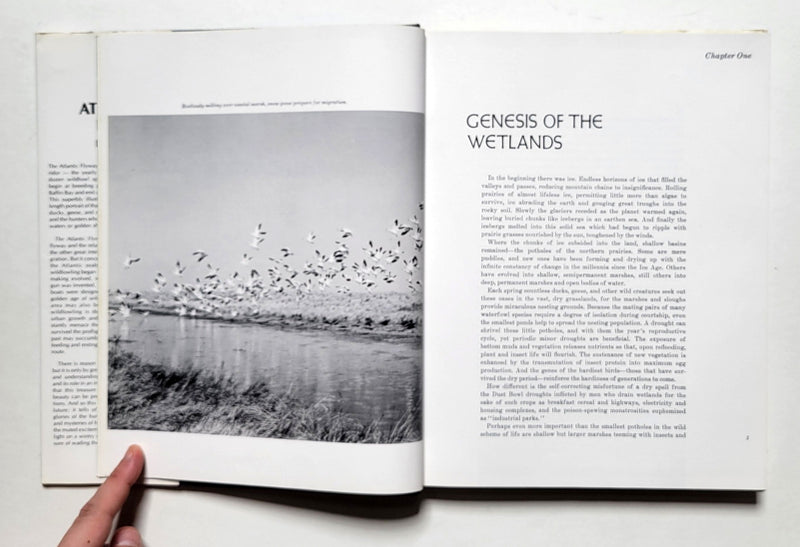 The Atlantic Flyway