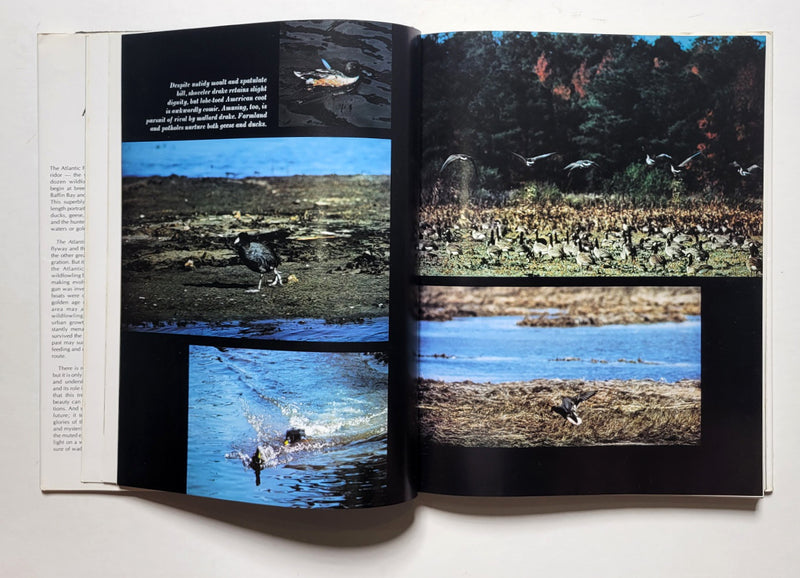 The Atlantic Flyway