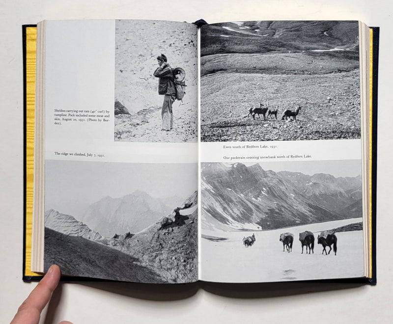 Exploring For Wild Sheep in British Columbia in 1931 and 1932