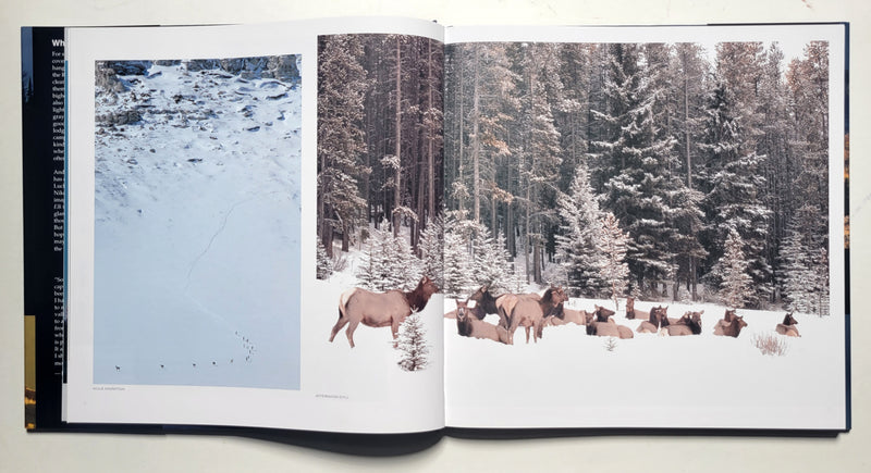 Visions of Elk Country: A Celebration of the Rockies in Word and Image
