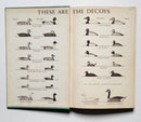Duck Decoys and How to Rig Them