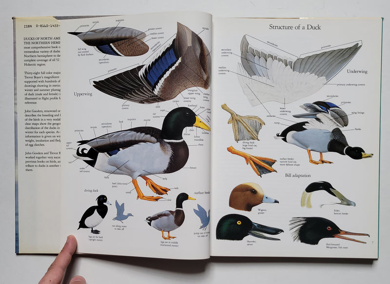 Ducks of North America and the Northern Hemisphere