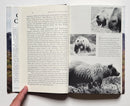Grizzly Country