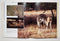 Whitetails: Behavior, Ecology, Conservation
