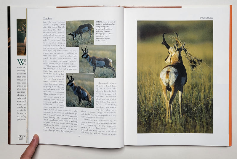 The Rut: The Spectacular Fall Ritual of North American Horned and Antlered Animals