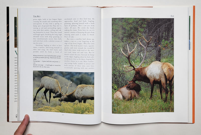 The Rut: The Spectacular Fall Ritual of North American Horned and Antlered Animals