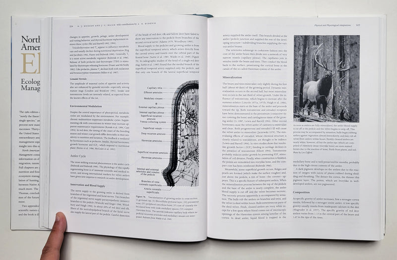North America Elk: Ecology and Management