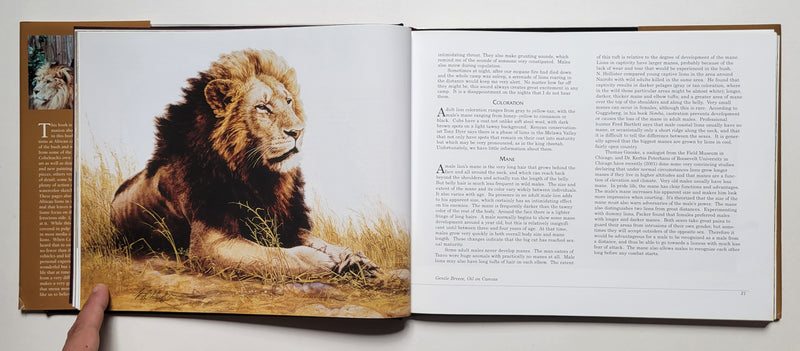 The African Lion as Man-Eater: Guy Coheleach