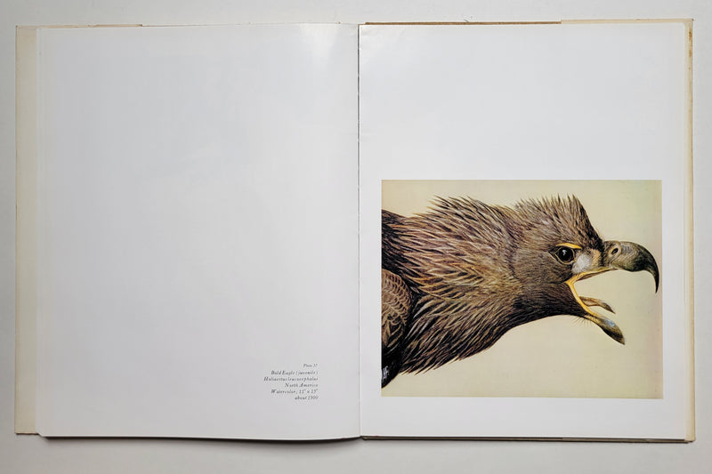 Louis Agassiz Fuertes & the Singular Beauty of Birds