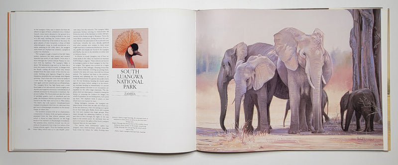 Elephants of Africa