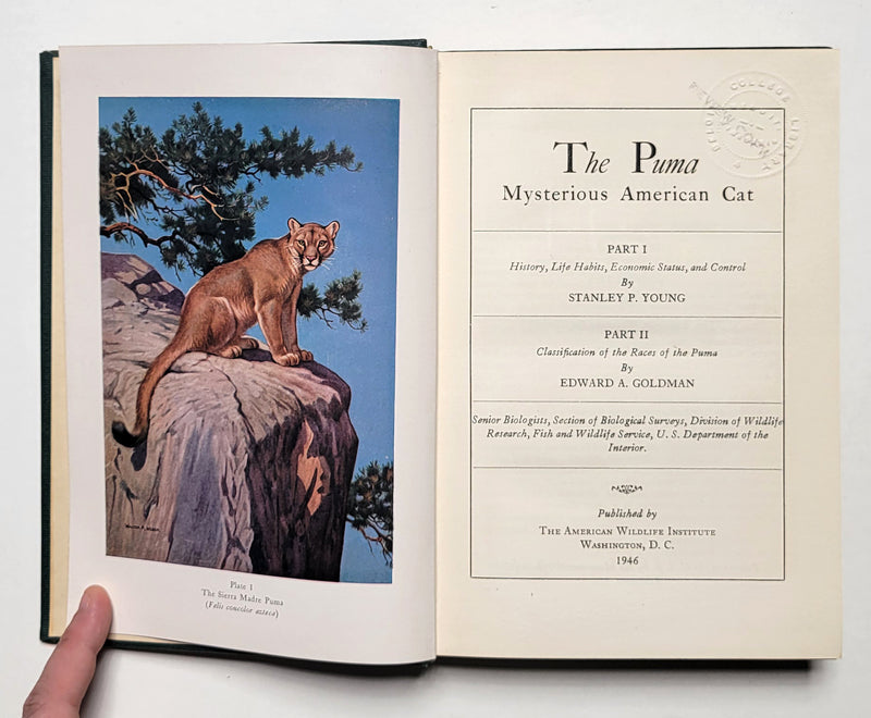 The Puma: Mysterious American Cat