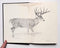 Great Whitetails of North America