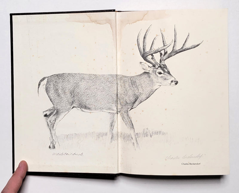 Great Whitetails of North America