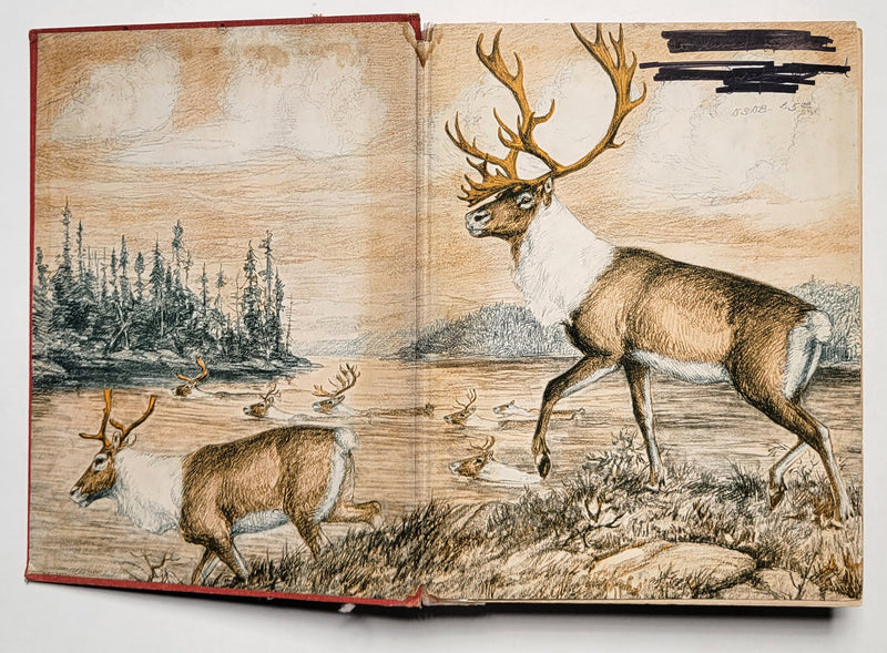 Animal Life in the Wilderness