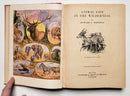 Animal Life in the Wilderness