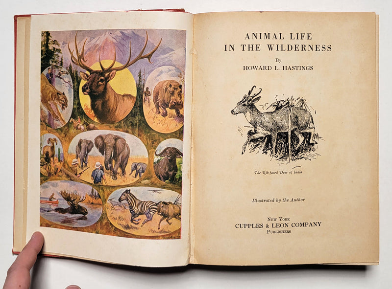 Animal Life in the Wilderness
