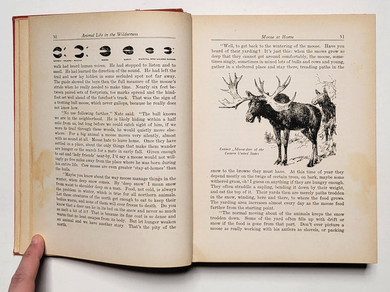 Animal Life in the Wilderness