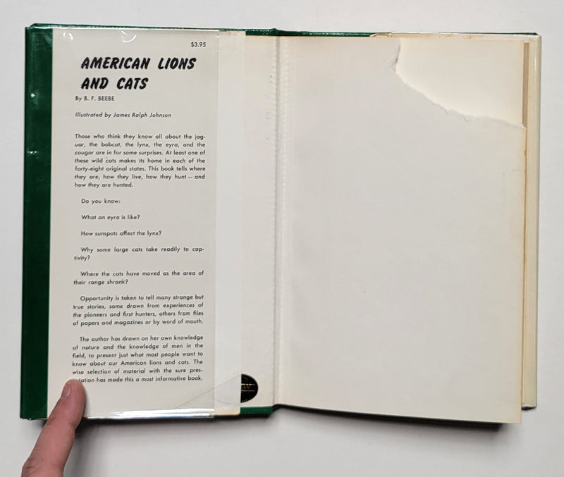 American Lions and Cats