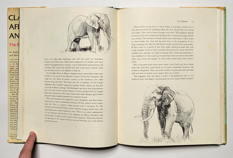 Classic African Animals: The Big Five