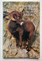 The Wild Sheep in North America