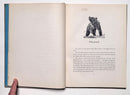 The Biggest Bear on Earth