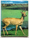 Deer of the World