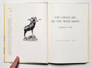 The Great Arc of the Wild Sheep