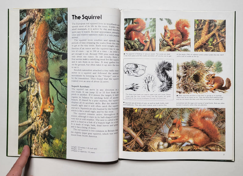 Natures Hidden World by Carl Brenders (Set of 4)
