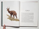 African Antelope